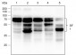 SF1 Recombinant Rabbit mAb